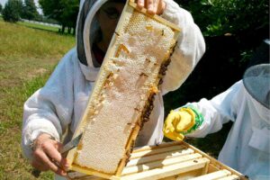 Cómo aumentar la producción de miel sin estresar a las abejas