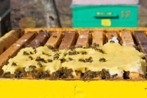 La importancia de la alimentación artificial en épocas de escasez floral