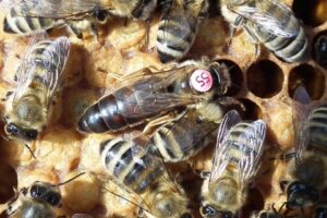 Las mejores razas de abejas para producir miel de alta calidad